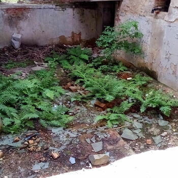 bylina vascular plant rostlina bylina vascular plant rostlina