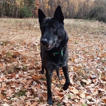 Spitzenschiff 9z10ti...