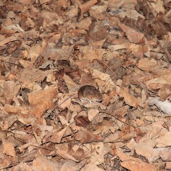 Sušárna chmele na zámeckém dvoře