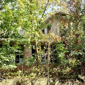 tree woody plant vascular plant plant