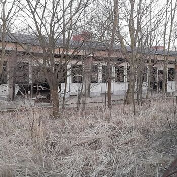 Calf (2025) Calf (2025)