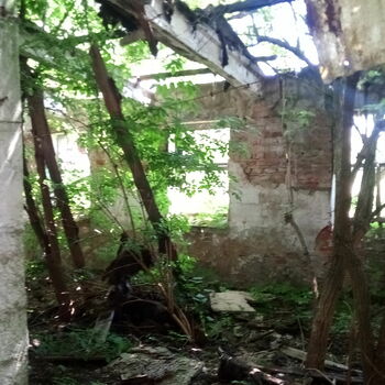 tree woody plant forest