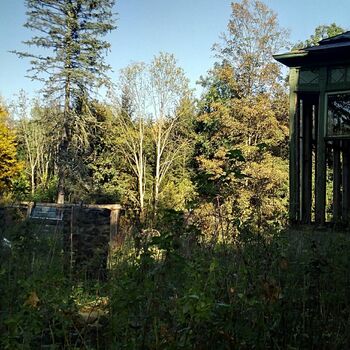 tree woody plant autumn forest tree woody plant autumn forest