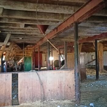 sheepfold - dead animals