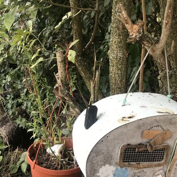 Cottage in the field