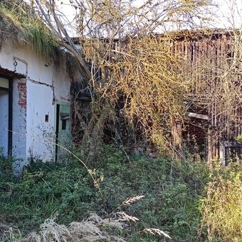 sheepfold - dead animals