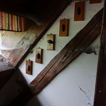 A grove in the borderlands.