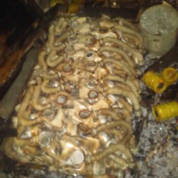 bezobratlí korýši