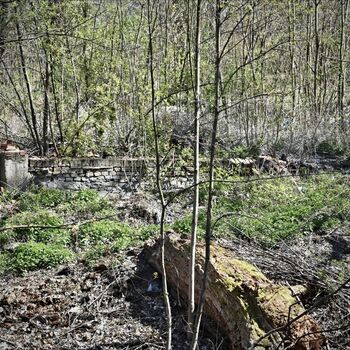 tree birch forest woody plant landscape trees vascular plant