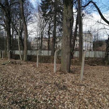 strom Les stromy Park woody plant krajina strom Les stromy Park woody plant krajina