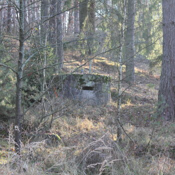 tree forest trees landscape