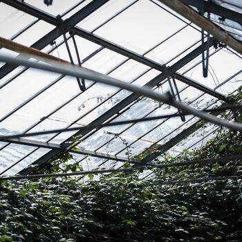 skleníkové budova struktura