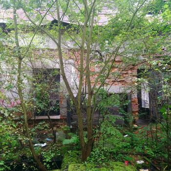 Baum woody plant vascular plant Garten Wald Pflanze Baum woody plant vascular plant Garten Wald Pflanze