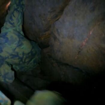 Schmale Galerie-Kletterpflanzen