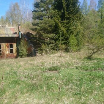 tree forest landscape grass