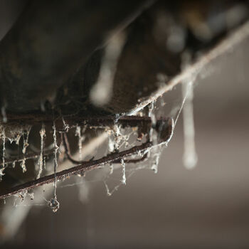 pavučina pavučina www pavouk past