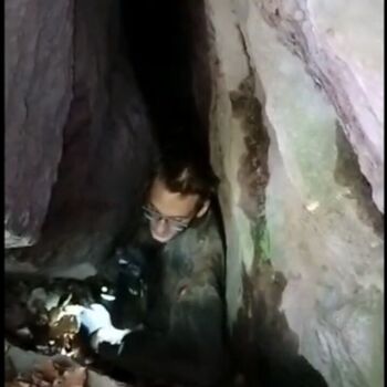 Schmale Galerie-Kletterpflanzen