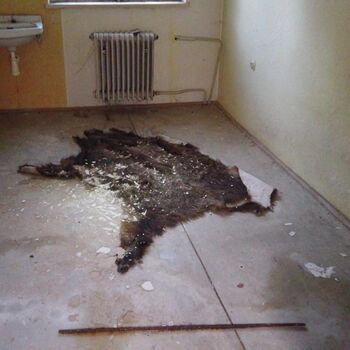 Urbex - Krysi-Schloss 2024