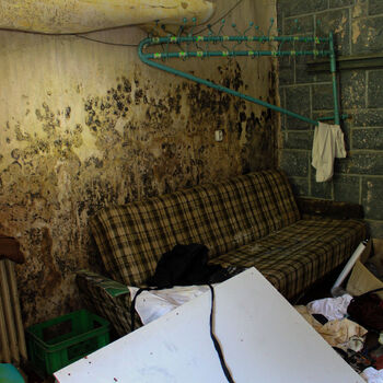 Schimmel für das Mittagessen