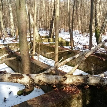 strom woody plant Les Bříza vascular plant krajina strom woody plant Les Bříza vascular plant krajina