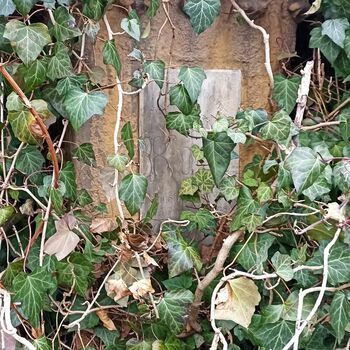 Friedhof 2022 Friedhof 2022