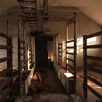 Schweinehüter Schweinehüter