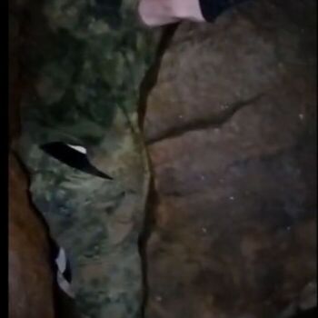 Schmale Galerie-Kletterpflanzen