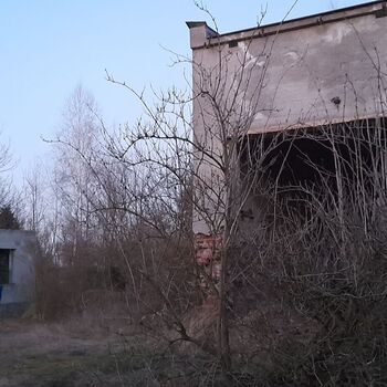 Calf (2025) Calf (2025)