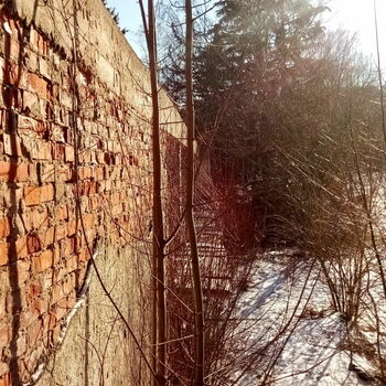 strom Les stromy woody plant zima krajina