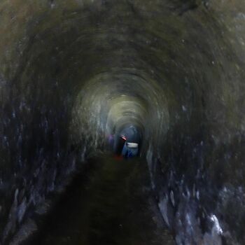 Velký knírač knírači teriér