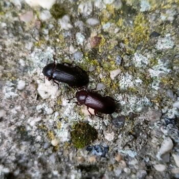 das Schloss, das jeder kennt...