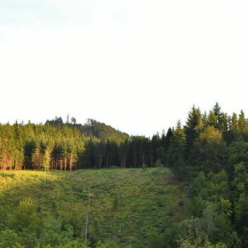 strom krajina Les woody plant