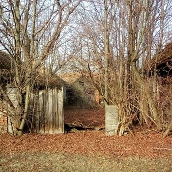 strom krajina Les stromy woody plant
