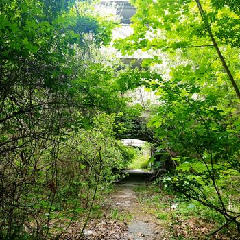 strom woody plant vascular plant Les rostlina krajina