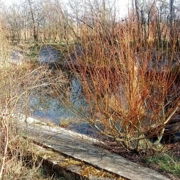 tree woody plant vascular plant landscape forest