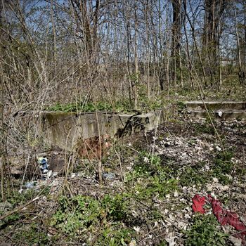 swamp tree forest wetland land landscape