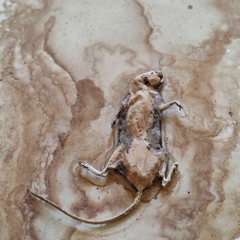 Verlassenes Waisenhaus 🧸⛪🖤