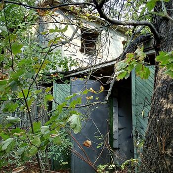 tree woody plant vascular plant forest