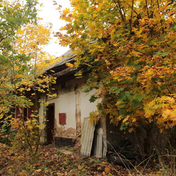 Abandoned homestead