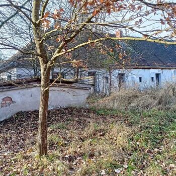 sheepfold - dead animals