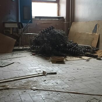 Ježek insectivore placentární