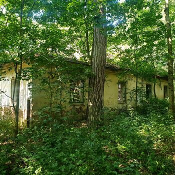 strom woody plant Les vascular plant krajina rostlina