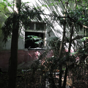 strom woody plant skleníkové