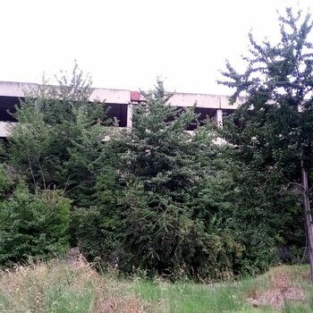 strom krajina zahrada woody plant