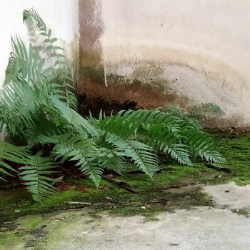 tree plant vascular plant gymnosperm fern tree plant vascular plant gymnosperm fern