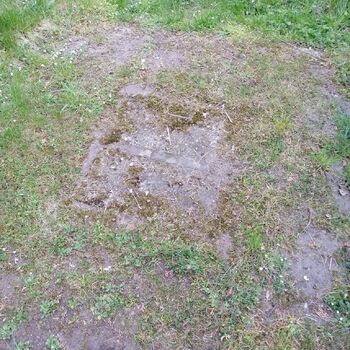 bylina vascular plant tymián rostlina