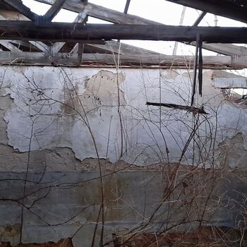 Calf (2025) Calf (2025)