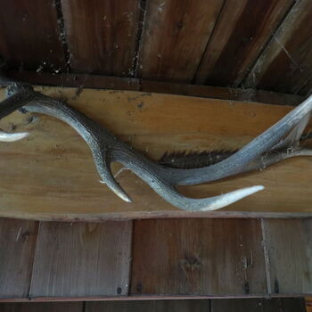 A grove in the borderlands.