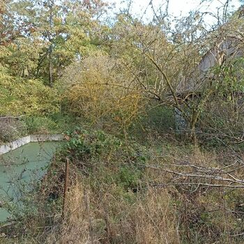 Baum woody plant vascular plant Landschaft Wald