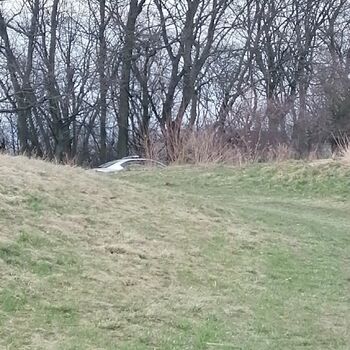 strom Les krajina strom Les krajina